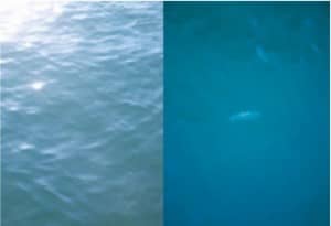 Jelly fish with and without and with Bigatmo Polarized lenses